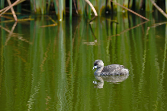 Pied-billed grebe (Podilymbus podiceps) registered swimming inside a wetland in freedom and lonely