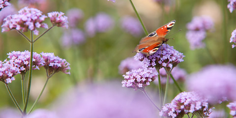 beautiful bright butterfly aglais io collects nectar on a fluffy lilac flower of verbena