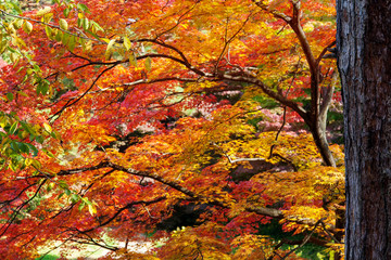 Red maple leaves border at autumn forest, blurred background. Season changing. A tree branch of maple, fall