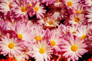 Obraz na płótnie Canvas flowers chrysanthemum wallpaper in autumnfor background picture