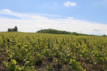 Fototapeta na wymiar Viticulture in Champagne. Green vineyards during spring. Growing vines in France. Fresh, young grapes. Beautiful, scenic hills. Visible Romanesque church. French, country landscape. Bucolic atmosphere