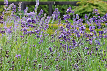 Obraz premium Blooming lavender field close up.