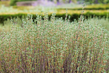  Thyme herbs (thymus vulgaris)  growing in garden.