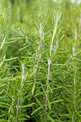 Green bush of rosemary (rosmarinus officinalis) growing in garden.