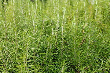 Green bush of rosemary (rosmarinus officinalis) growing in garden.