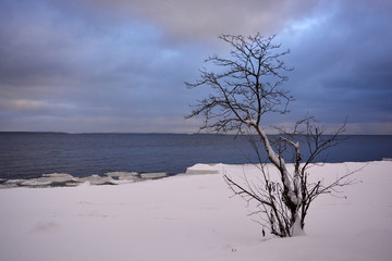 Winter landscape: a tree on the snowy shore of the lake