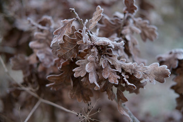 Close-up of oak leaves with frost