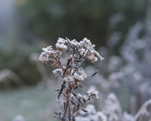 Close-up of seed head with frost