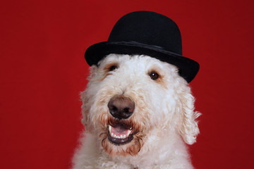  Goldendoodle dog with bowler hat portrait
