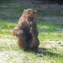 Monkey sitting at the green grass