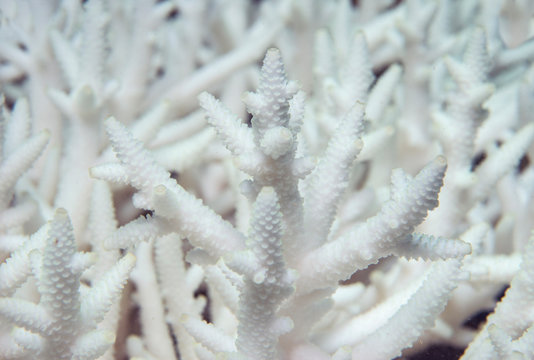 Bleached coral in Australia (Acropora, staghorn coral)