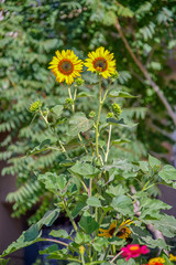 Подсолнухи декоративные