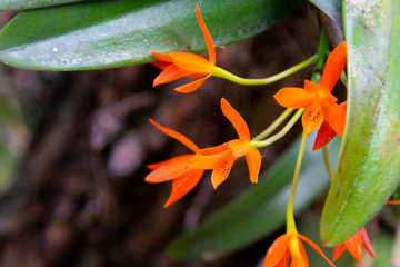 orchid,rain forest,tropical,guatemala,cattleya,flower,beautiful,plant,aurantiaca,background,nature,green,orange,show,decoration,natural,bright,floral,garden,blossom,blooming,orchids,isolated,bloom,bea