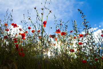 Poppies