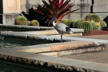 Australian white ibis in the city park, Threskiornis molucca, Australia © SN