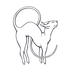 Vector illustration. Hand drawn doodle of stretching sphinx cat with a long curled tail. Thoroughbred domestic  animal. Pet symbolizing flexibility. Cartoon sketch. Isolated on white background  