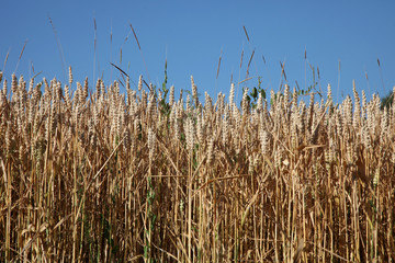 Wheat growing in field