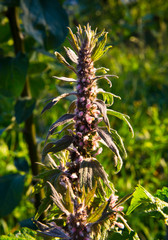 Herb motherwort (Leonurus cardiac)
