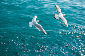Flying two seagulls and shoal of fish(gray mullet) in the sea.