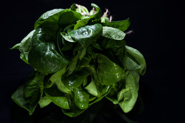 Water drops on spinach leaves. Fresh spinach.