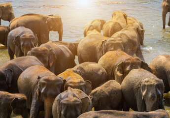 Herd of elephants Sri Lanka.