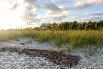 Landscape of beach with tall grass and clouds