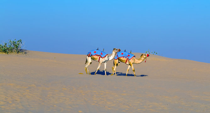 Camels Offroad desert safari