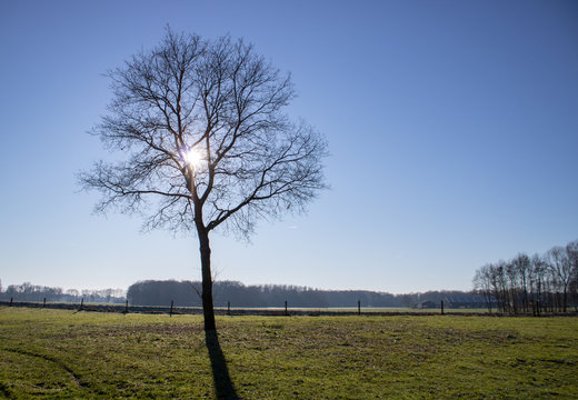 Solitair oak in a meadow in the sun with a clear sky
