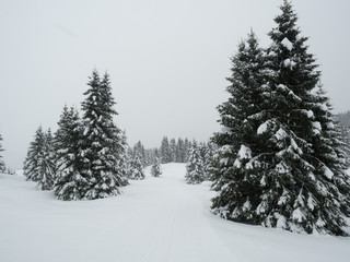 Fototapeta premium Trekkin in Passo Coe, Trentino Alto Adige