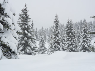 Trekkin in Passo Coe, Trentino Alto Adige