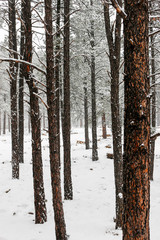 Fototapeta premium dark red trees in snow