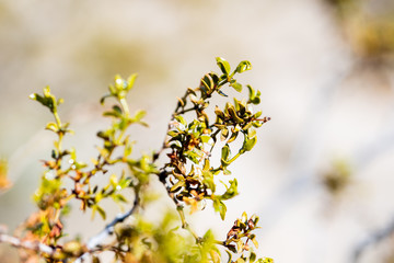 Joshua Tree National Park