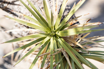 Joshua Tree National Park