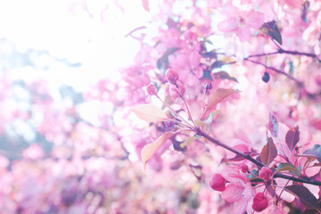 Spring apple or cherry branches with pink flowers and buds. Blooming apple tree detail at blurred bokeh background