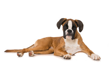 Young boxer dog isolated on white background