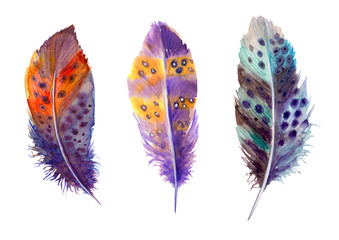 Hand drawn watercolour bird feathers vibrant boho style bright illustration.