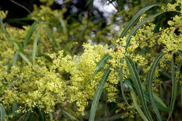 Weiden-Essigbaum (Rhus lancea, Searsia lancea)