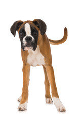 Young boxer dog isolated on white background