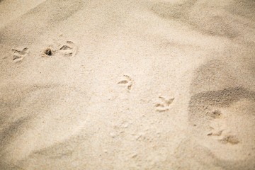 Fototapeta na wymiar Close up of sandy sea shore. Sand structure.