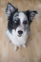 Border collie dog sitting in a living room