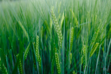 green wheat field and sunny day