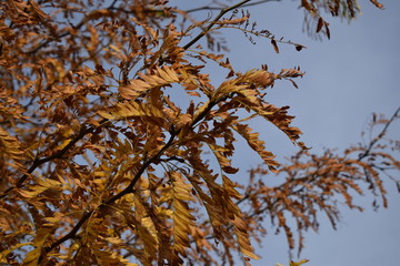 autumn leaves against blue sky