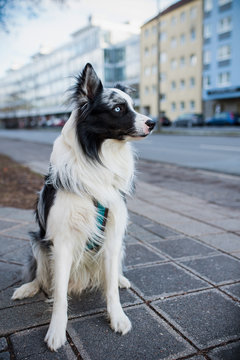 Border collie dog in the city