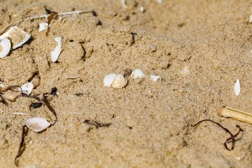 Small shells lying on sandy sea shore