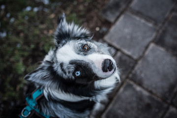 Dog goes on a leash next to his owner