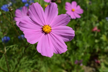 pink flowers in the garden