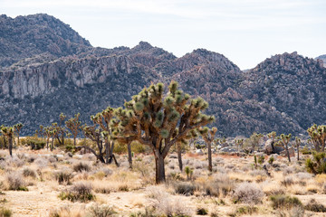 Joshua Tree National Park