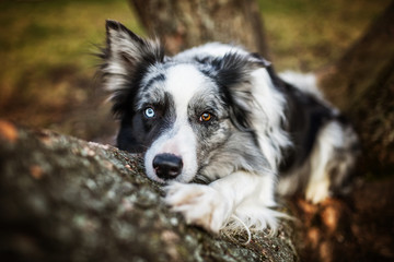 Dog lying on a tree