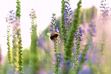 View of the bumblebee that sits on a sprig of Veronica.