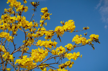 spring tree with yellow flowers 